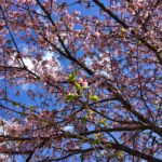 千鳥ヶ淵緑道の桜の写真