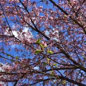 千鳥ヶ淵緑道の桜の写真