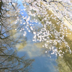 水面に映る桜