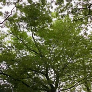 赤羽公園の木