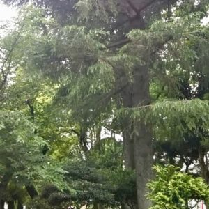 赤羽公園の木々