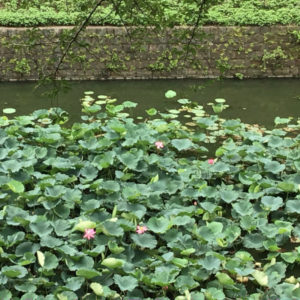 東京・九段の牛ヶ淵の蓮2019