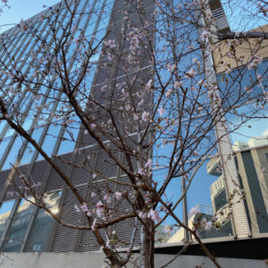 2020年1月2日冬桜