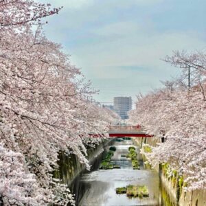 川縁に咲く桜