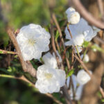 白の花桃