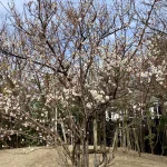 たくさん咲いている白梅の木