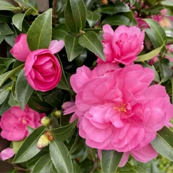山茶花