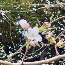 咲き始めた桜の画像