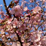 河津桜の花の画像