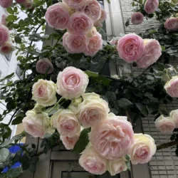 白×ピンクの薔薇の花々