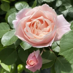 花開いた柔らかなピンクのバラ