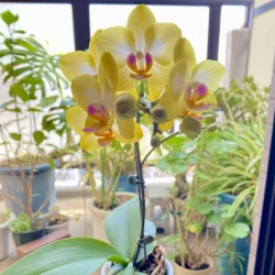 黄色のミニ胡蝶蘭の花