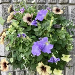 ペチュニアの寄せ植えの写真