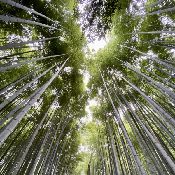 竹林の小径の画像